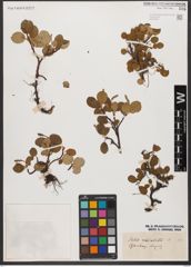 Foto von Salix reticulata L.